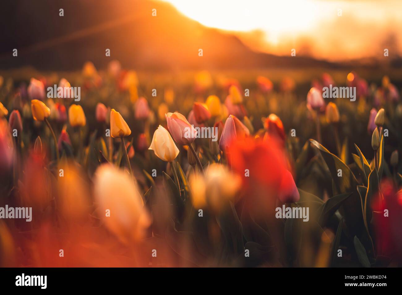 Un campo di tulipani al tramonto in primavera, primo piano con sfondo sfocato Foto Stock