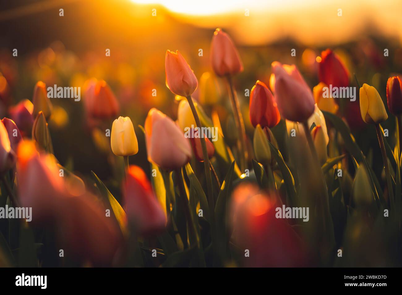 Un campo di tulipani al tramonto in primavera, primo piano con sfondo sfocato Foto Stock