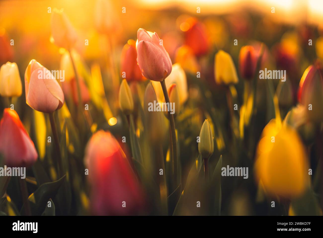 Un campo di tulipani al tramonto in primavera, primo piano con sfondo sfocato Foto Stock