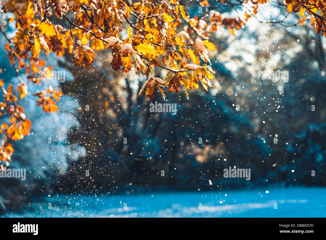 Quercia nei colori autunnali nella prima neve alla luce del sole, i fiocchi di neve traboccano dalle foglie dai colori vivaci della mattina Foto Stock