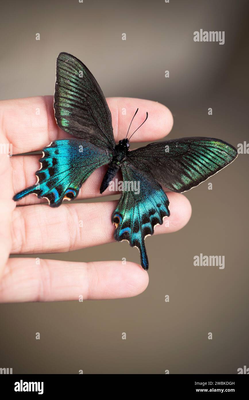 Farfalla turchese su una mano femminile Foto Stock