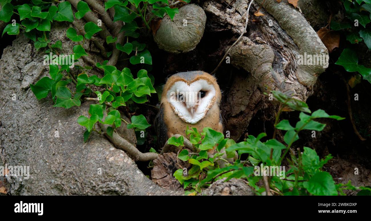 Barn Owl, tyto alba, Ritratto di Immaturo che guarda intorno, Normandia in Francia Foto Stock