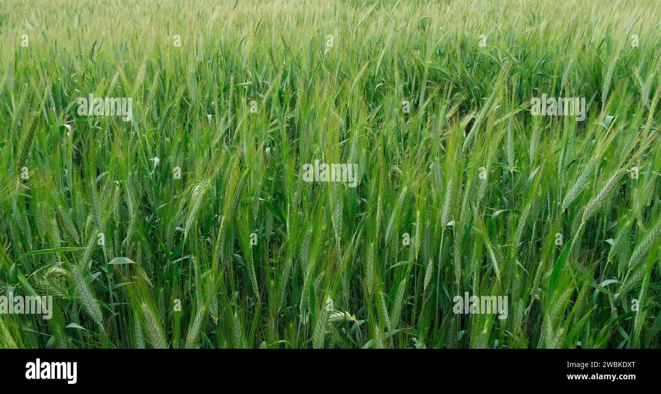 Field of Bearded Wheat, triticum sp., Normandia in Francia Foto Stock