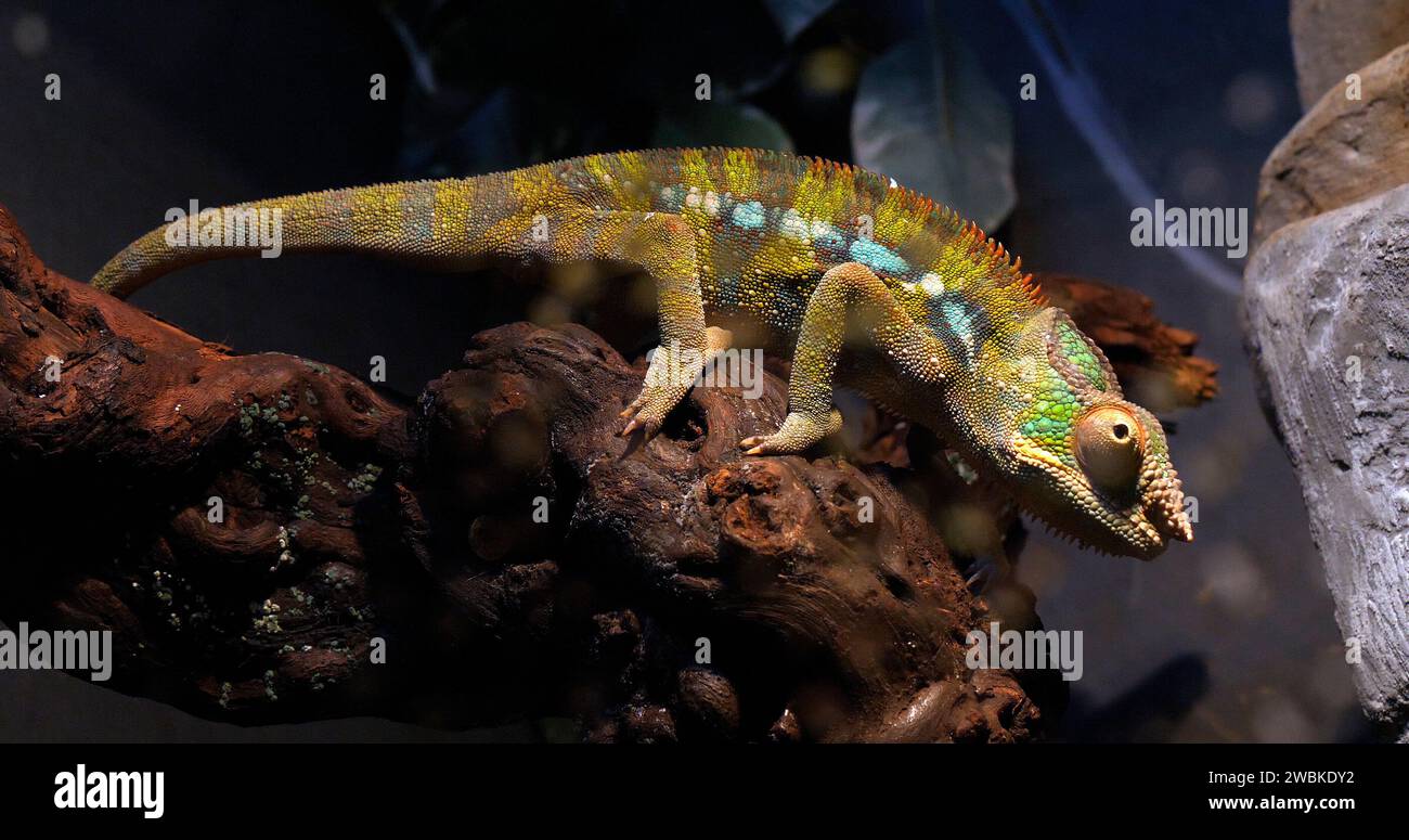 Panther Chameleon, furcifer pardalis, adulti in piedi su Branch, Madagascar Foto Stock