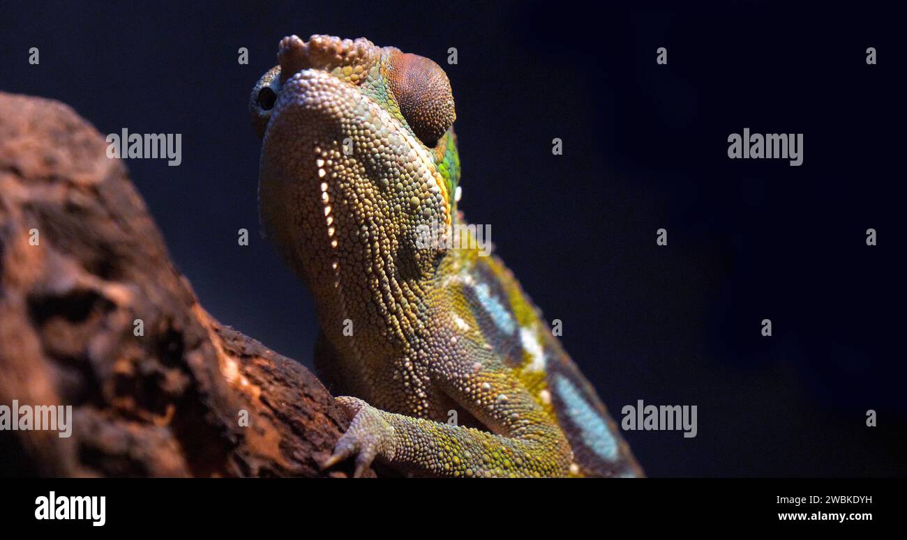 Panther Chameleon, furcifer pardalis, adulti in piedi su Branch, Madagascar Foto Stock