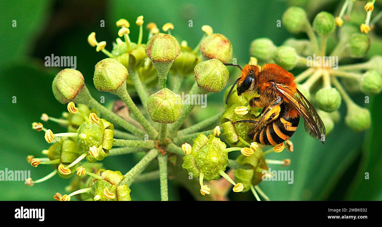 European Honey Bee, apis mellifera, polline di raccolta per adulti sul fiore di edera, hedera helix, Normandia Foto Stock