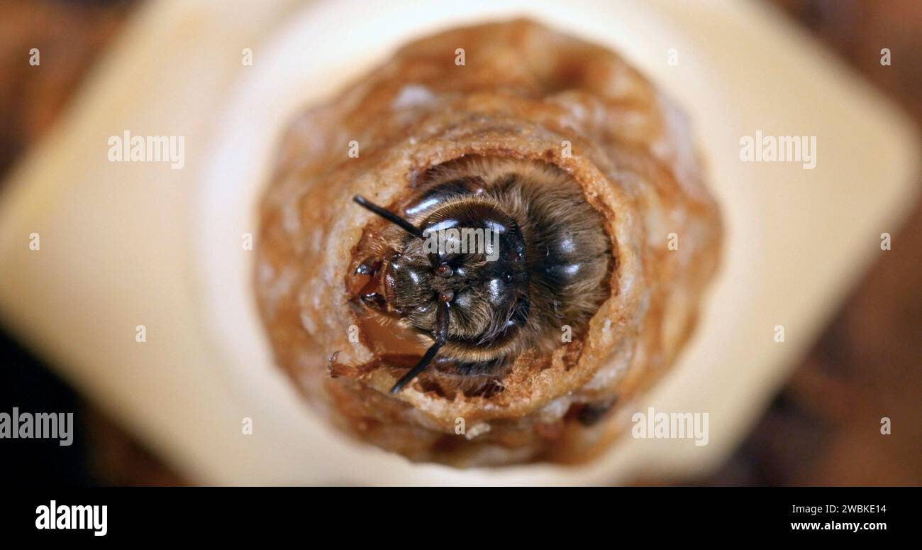 European Honey Bee, apis mellifera, Emergence of a Queen, Bee Hive in Normandia Foto Stock