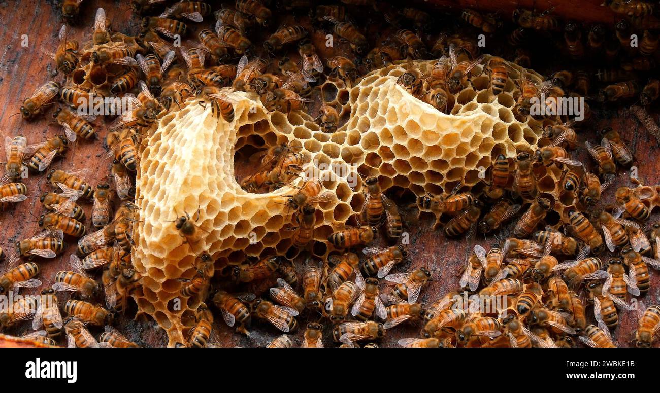 European Honey Bees, apis mellifera, Black Bees Working on Brood Frame, Queen Cell, Bee Hive in Normandia Foto Stock