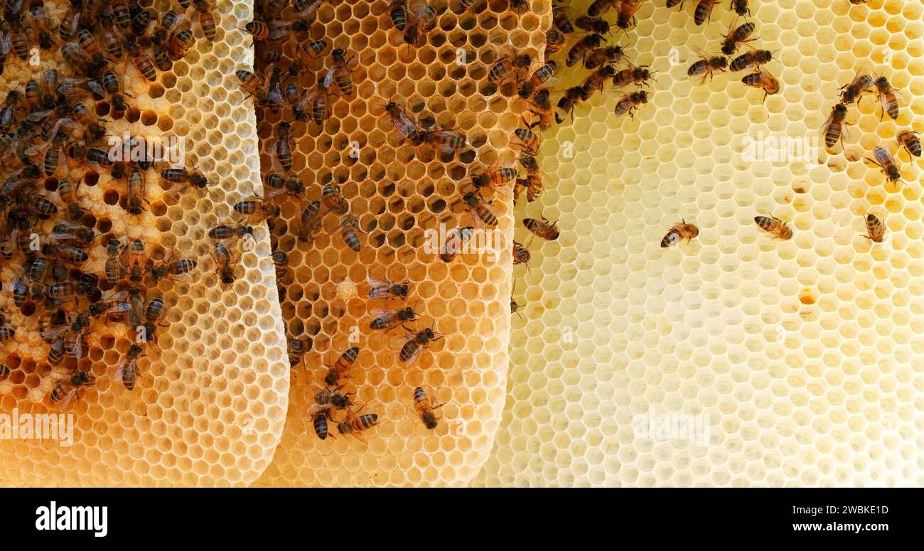 European Honey Bees, apis mellifera, Black Bees Working on Brood Frame, Queen Cell, Bee Hive in Normandia Foto Stock