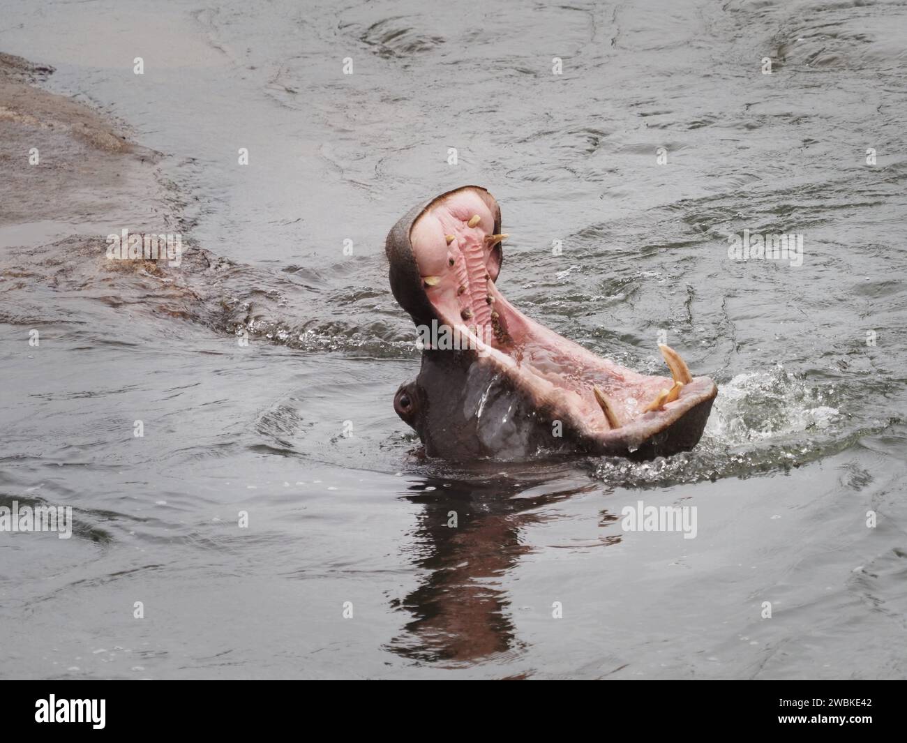 Hippopotamus (hippopotamus amphibius) nel fiume Sanie nel Parco Nazionale di Kruger, Mpumalanga, Sudafrica. E' un grande dente superiore, che sono per lo piu' u Foto Stock