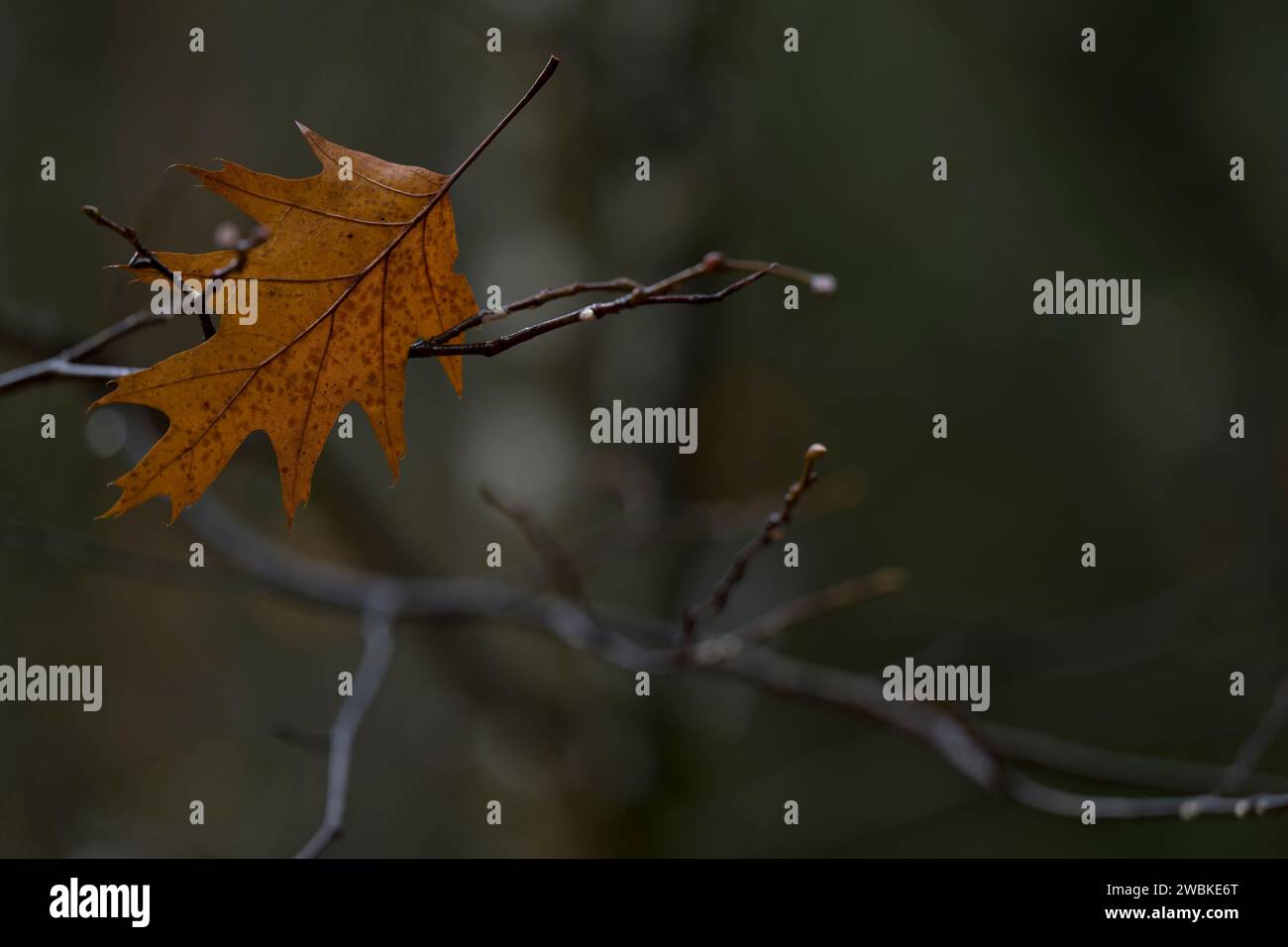 Una foglia caduta di una quercia rossa è rimasta bloccata nei rami, in Germania Foto Stock