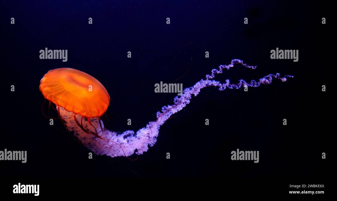 Black Jellyfish o Black Sea Nettle, Oceano Pacifico, chrysaora achlyos, acquario di acqua marina in Francia Foto Stock