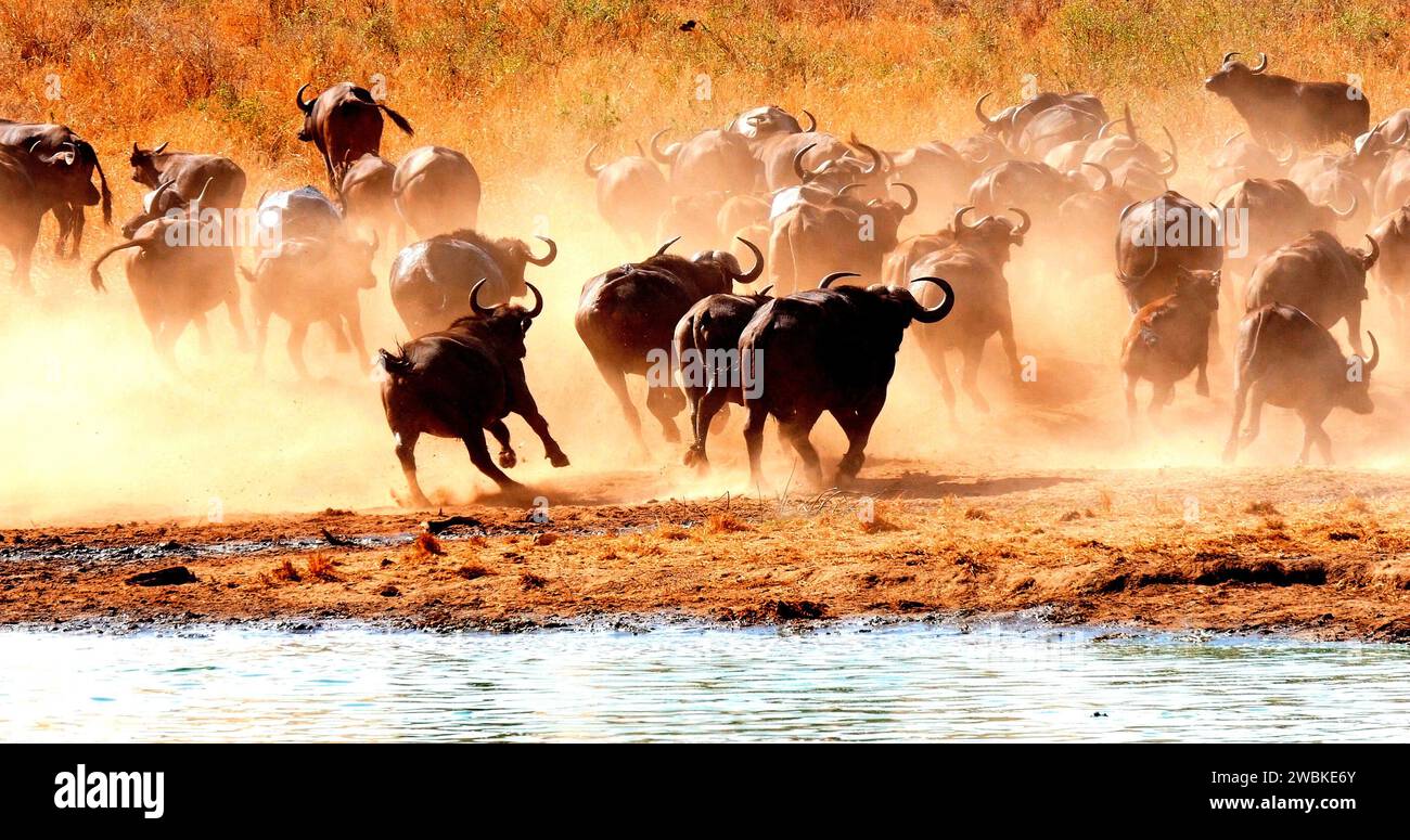 Bufalo africano, caffer syncerus, bevute di mandrie presso Water Hole, Tsavo Park in Kenya Foto Stock