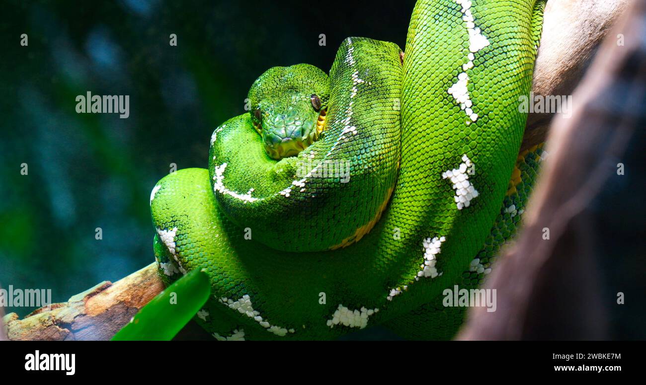 Emerald Tree Boa, Corallus caninus, adulto avvolto intorno a un ramo Foto Stock