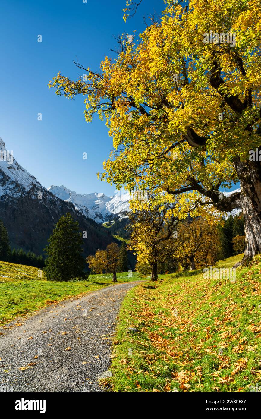 Autunno nella valle dell'Hintersteiner, aceri gialli luminosi di fronte a montagne innevate sotto un cielo blu, Alpi di Allgäu, Baviera, Germania, Europa Foto Stock