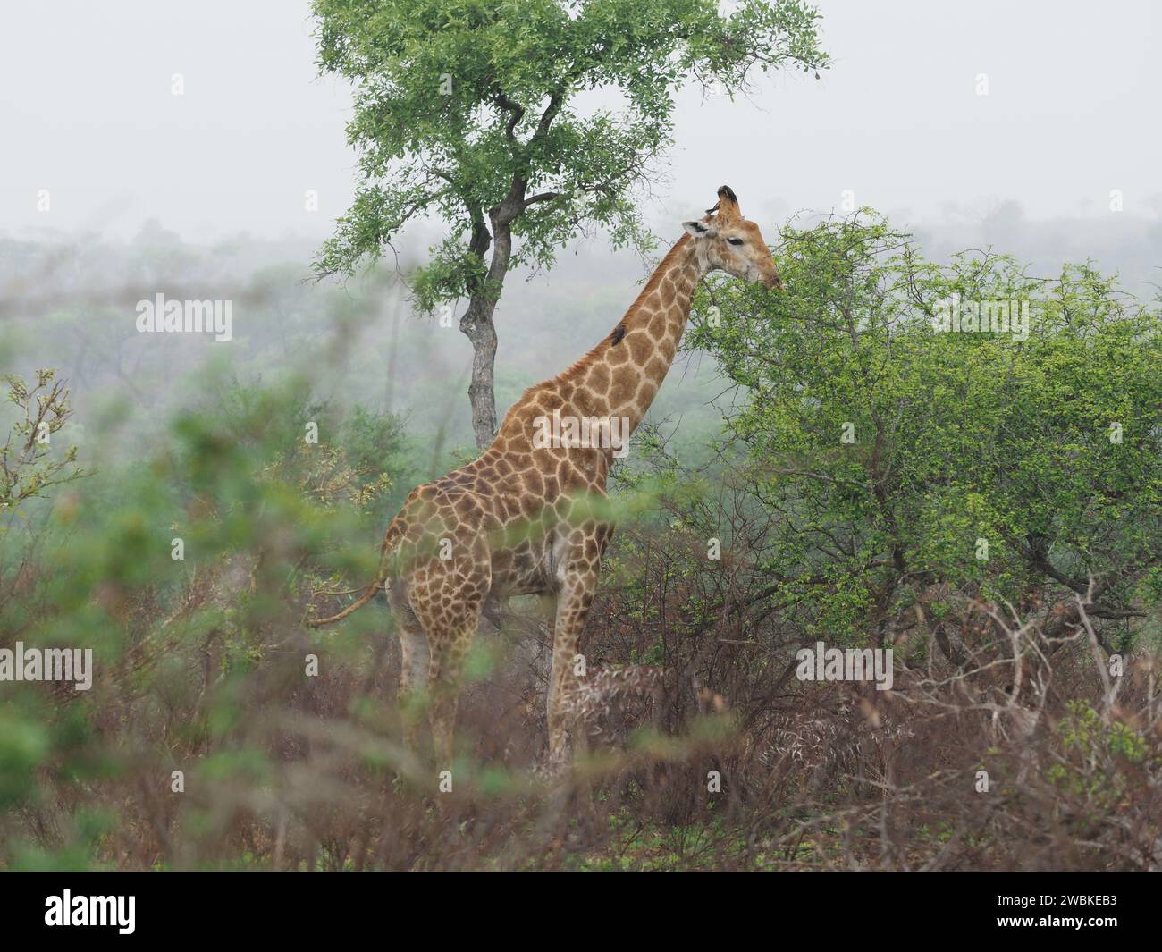 Grande giraffa con uccelli peccheri, che mangiano foglie di un grande albero nel parco nazionale Kruger vicino a Skukuza, Mpumalanga, Sudafrica Foto Stock