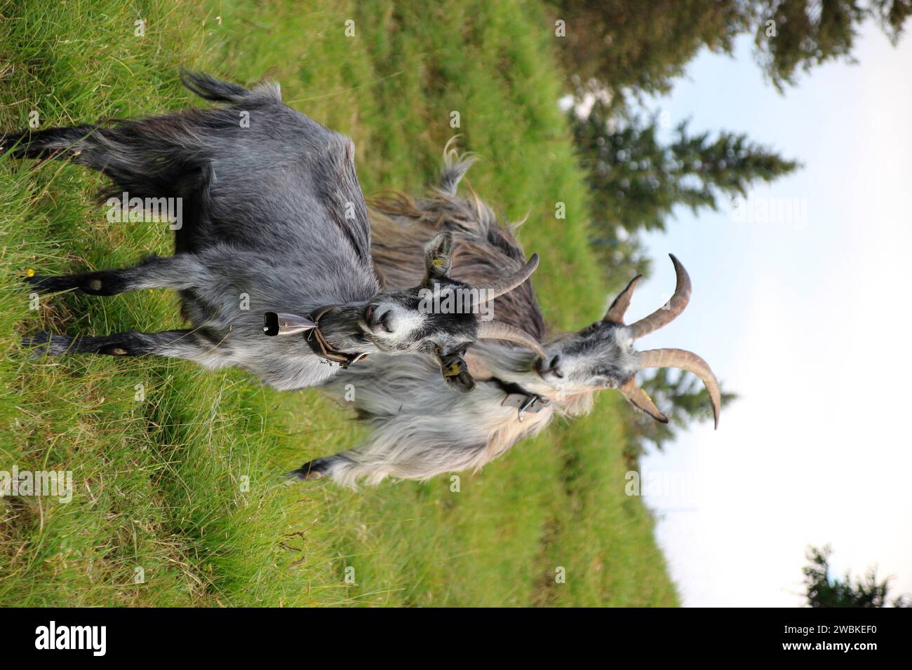 Blobe di razza caprina, su prati di montagna vicino a Mittenwald, mandria caprina, pascolo, bordo della foresta, Germania, Baviera, alta Baviera, Mittenwald Foto Stock