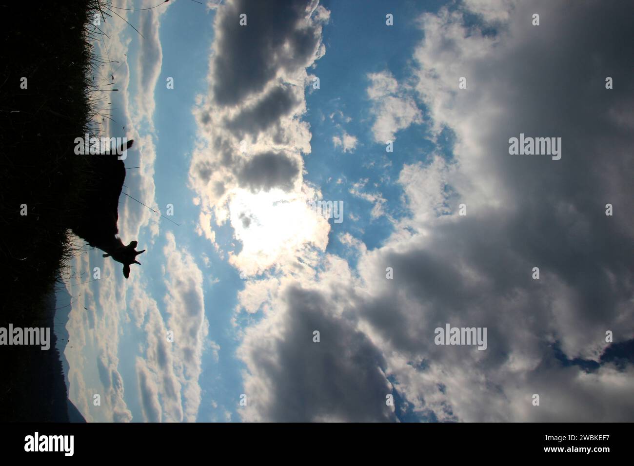 Capra retroilluminata sul prato di montagna vicino a Mittenwald, fotografia retroilluminata, Germania, Baviera, alta Baviera, Mittenwald Foto Stock