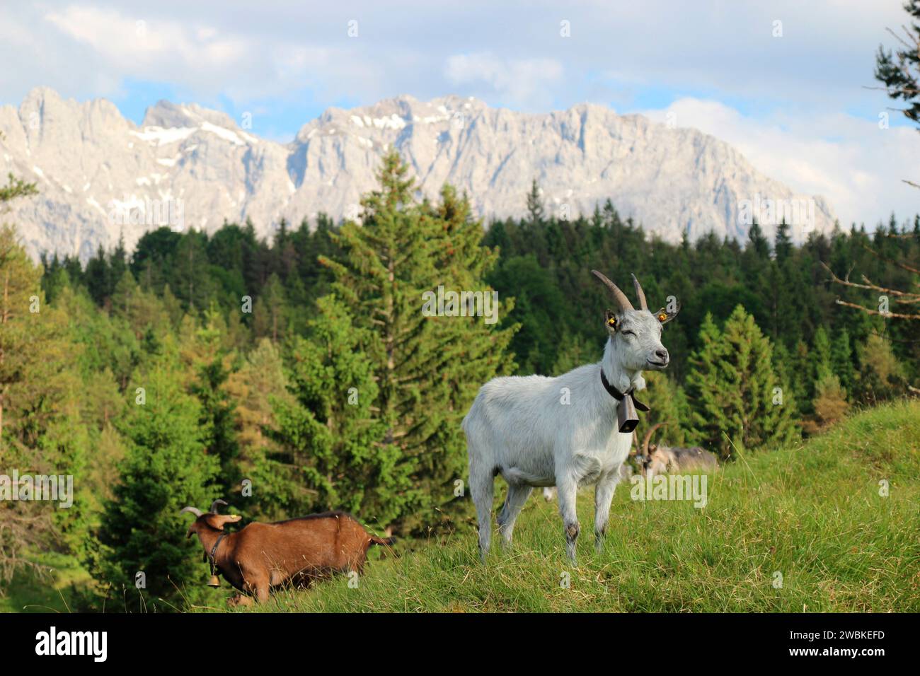 Capre su un prato di montagna di fronte alle montagne del Karwendel, capra bianca in primo piano, mandria di capre, pascolo, bordo della foresta, Germania, Baviera, alta Baviera, Mittenwald Foto Stock