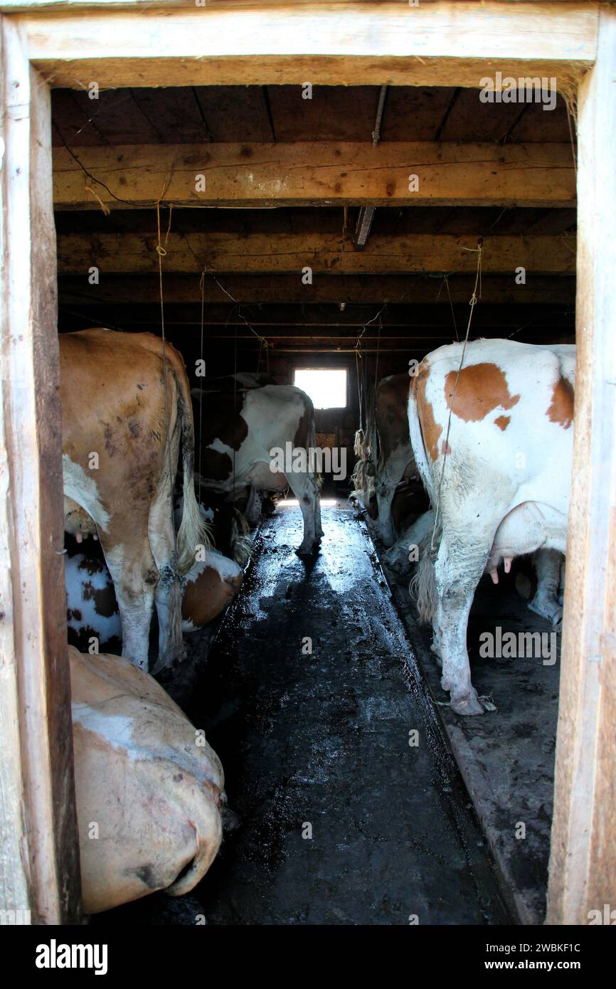 Vista sulla stalla del Lochalm, le mucche vengono tenute nel fienile durante il giorno e possono pascolare nel pascolo di notte, Bächental, comune di Eben am Achensee, Tirolo, Austria Foto Stock
