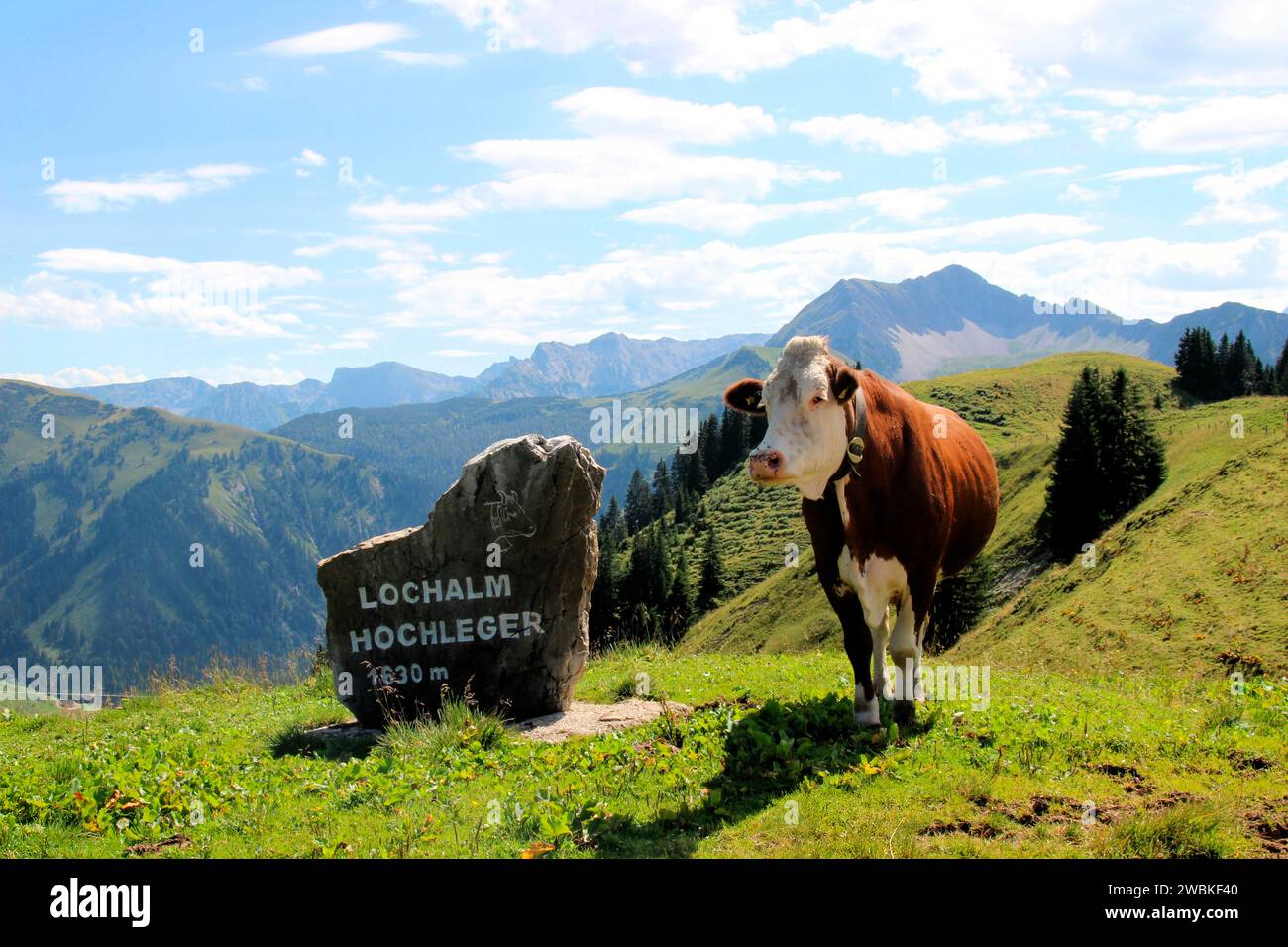 Allevamento libero, bestiame felice su un prato vicino al Lochalm con vista sulla valle di Bächental, le montagne del Karwendel sullo sfondo, comune di Foto Stock