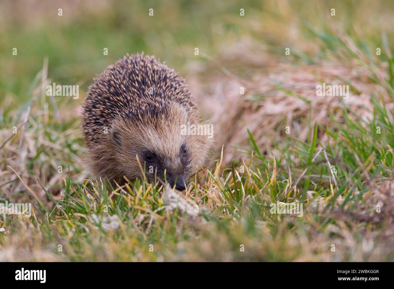 Hedgehog, Erinaceus europaeus, spiny Animal, Animal of the Year 2024 Foto Stock