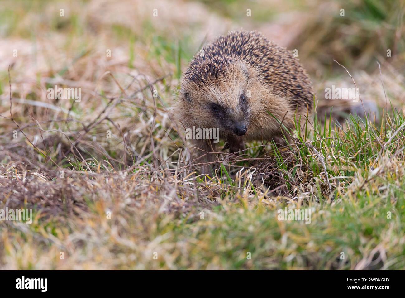 Hedgehog, Erinaceus europaeus, spiny Animal, Animal of the Year 2024 Foto Stock