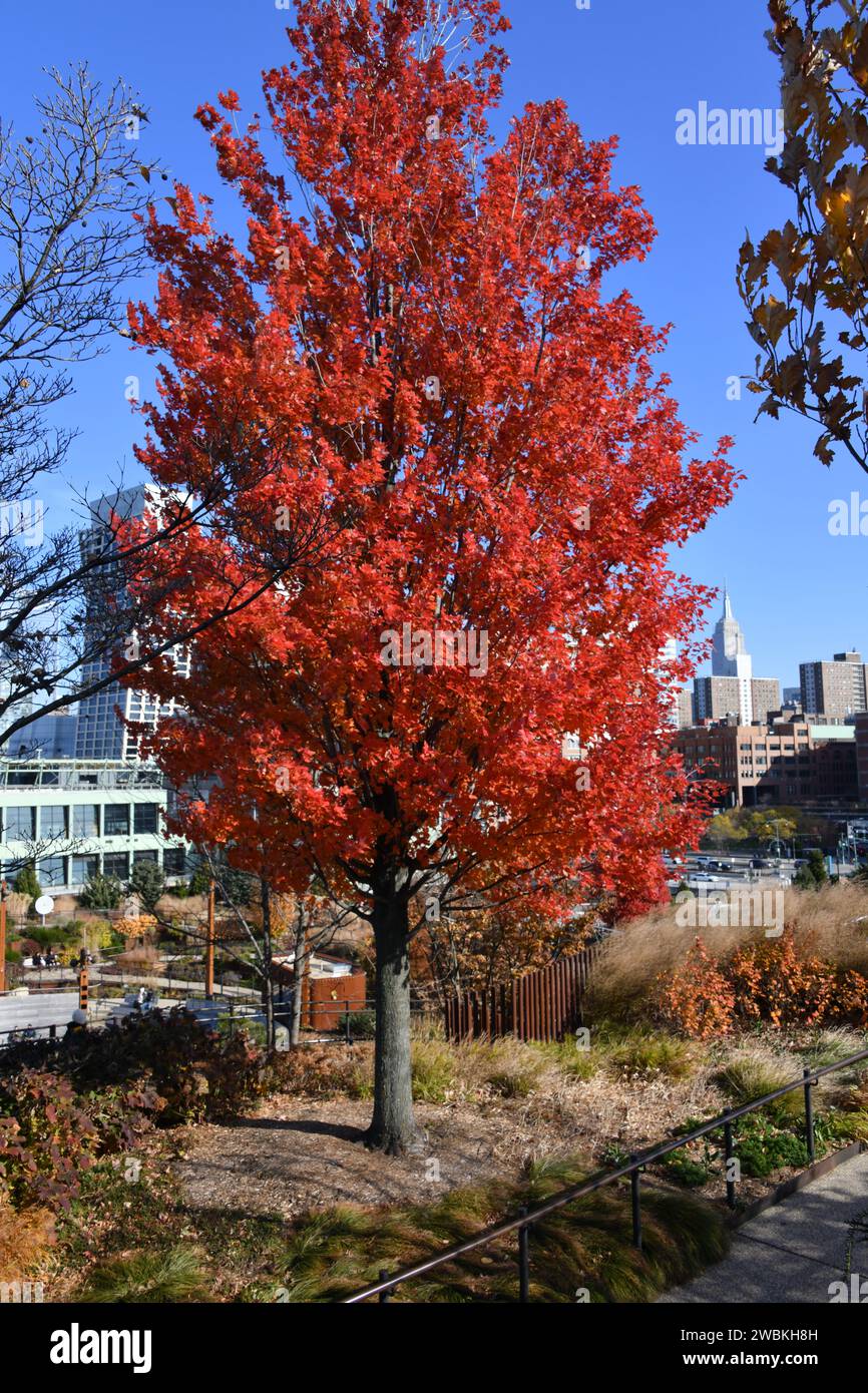 Albero d'acero al Little Island Public Park sul Pier 54 Hudson River Manhattan New York USA Foto Stock