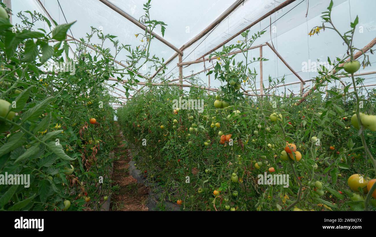 Vista dei pomodori rossi e verdi appesi alle piante nel mezzo di un giardino di pomodori all'interno di una serra alla luce del giorno Foto Stock