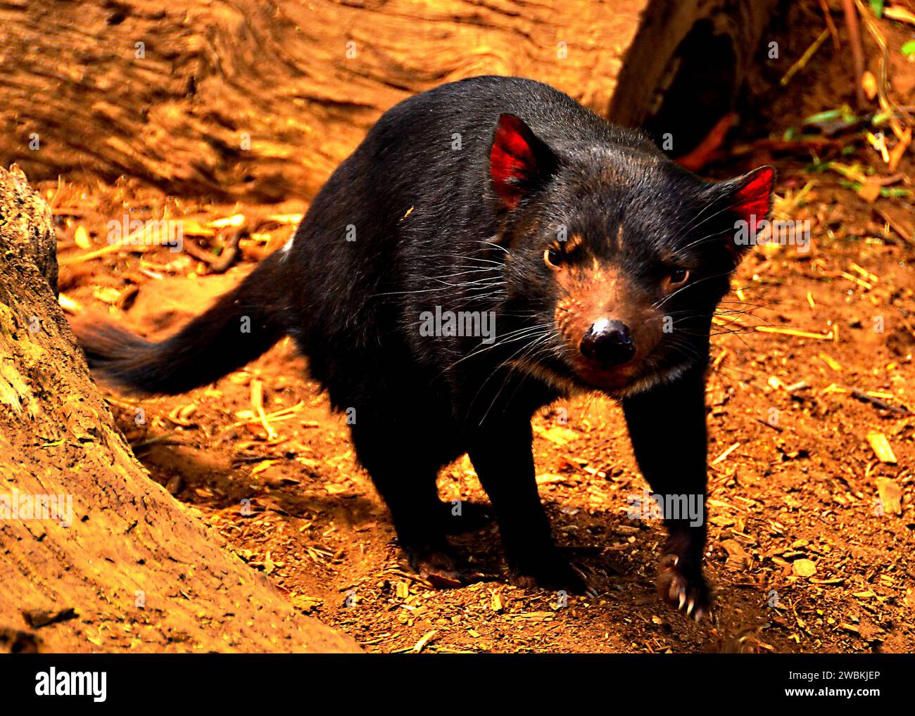 Catturare lo spirito selvaggio della Tasmania: Un momento ipnotizzante con l'elusivo e minacciato diavolo della Tasmania Foto Stock