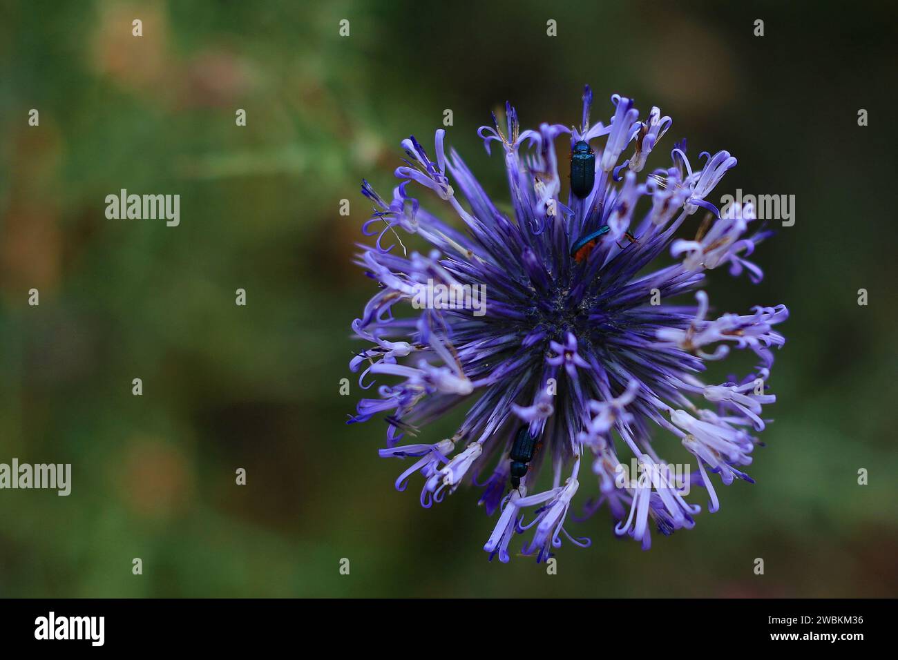 Un echinops, o globo thistle, con dei coleotteri al suo interno Foto Stock