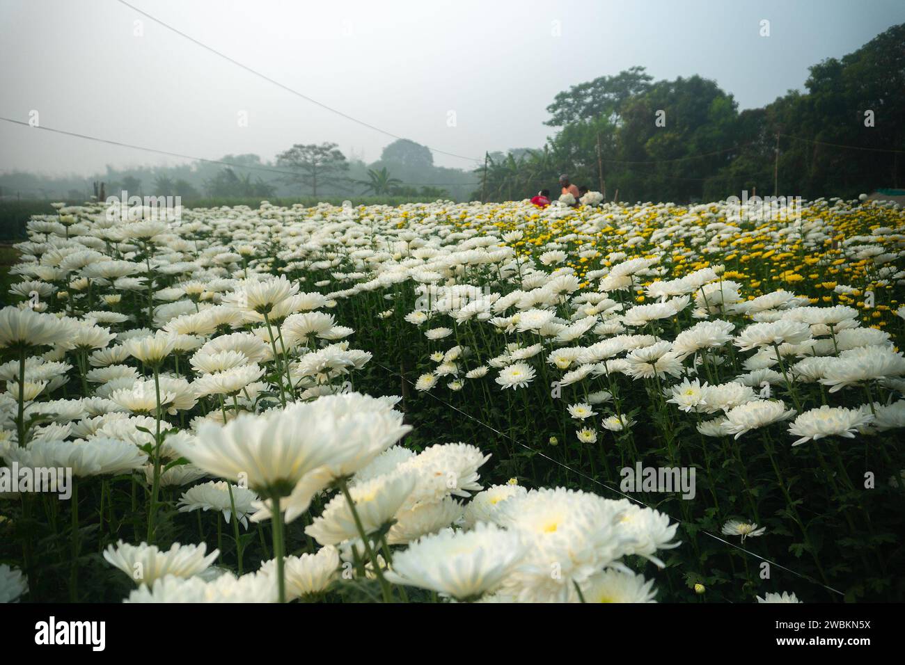 Khirai, Bengala occidentale, India - 23.01.23 : agricoltori che raccolgono Crisanthemums, Chandramalika, Chandramallika, mamme, crisantemi, genere Chrysanthemum. Foto Stock