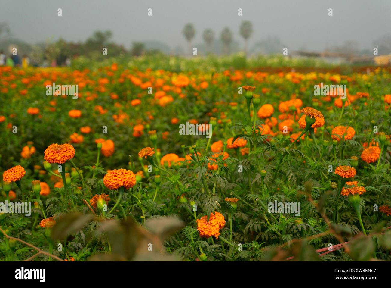 Vasto campo di fiori di calendula arancioni nella valle dei fiori, Khirai, Bengala Occidentale, India. I fiori vengono raccolti qui per la vendita. Tagetes, pianta erbacea Foto Stock
