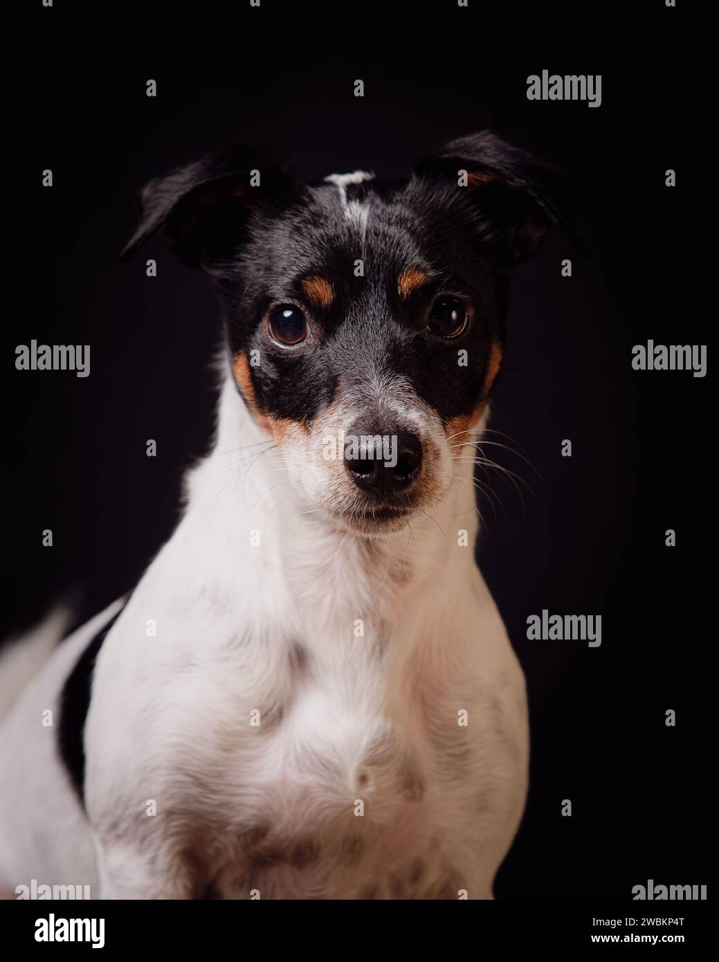 Immagini di cani e cavalli. Foto Stock