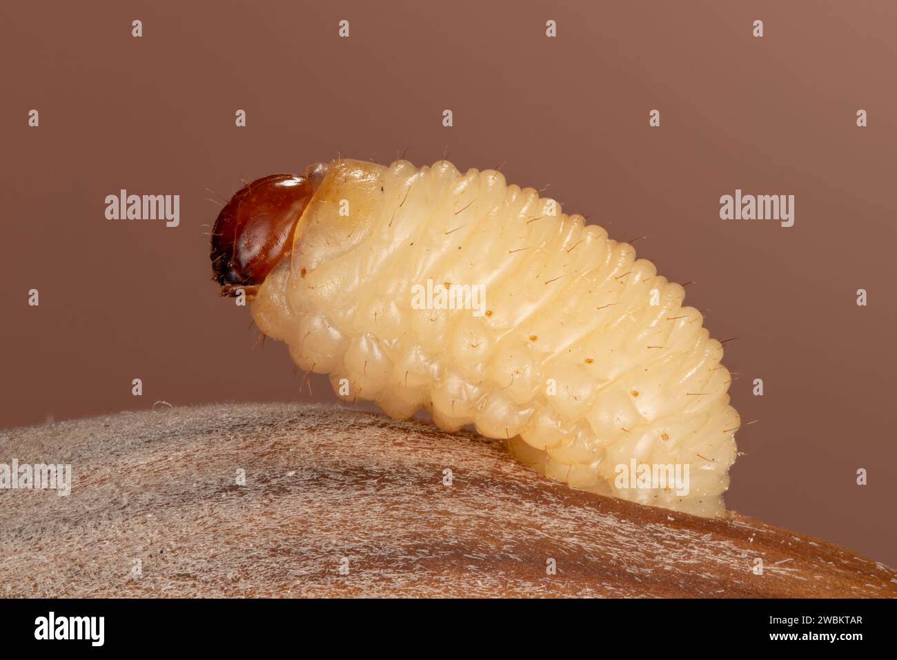 Ausgewachsene Larve des Haselnussbohrers Curculio nucum verlässt Nuss, Larve des Haselnussbohrers schlüpft aus HaselnussCurculio nucum larva hatches Foto Stock