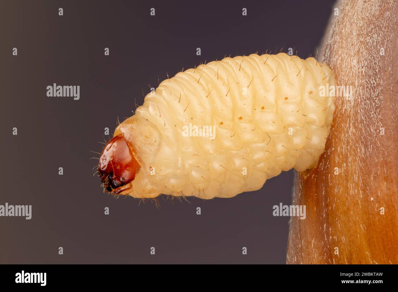 Ausgewachsene Larve des Haselnussbohrers Curculio nucum verlässt Nuss, Larve des Haselnussbohrers schlüpft aus Haselnuss Foto Stock