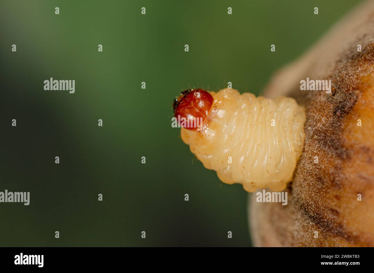 Curculio nucum larva schiusa di nocciole, Ausgewachsene Larve des Haselnussbohrers Curculio nucum verlässt Nuss, Larve des Haselnussbohrers schlüpft Foto Stock