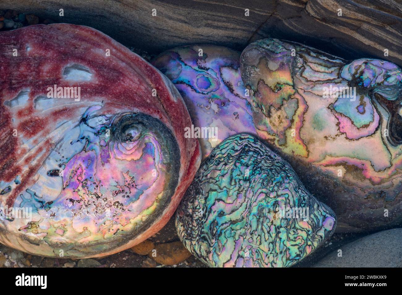 Abalone shell, Mendocino County, California Foto Stock
