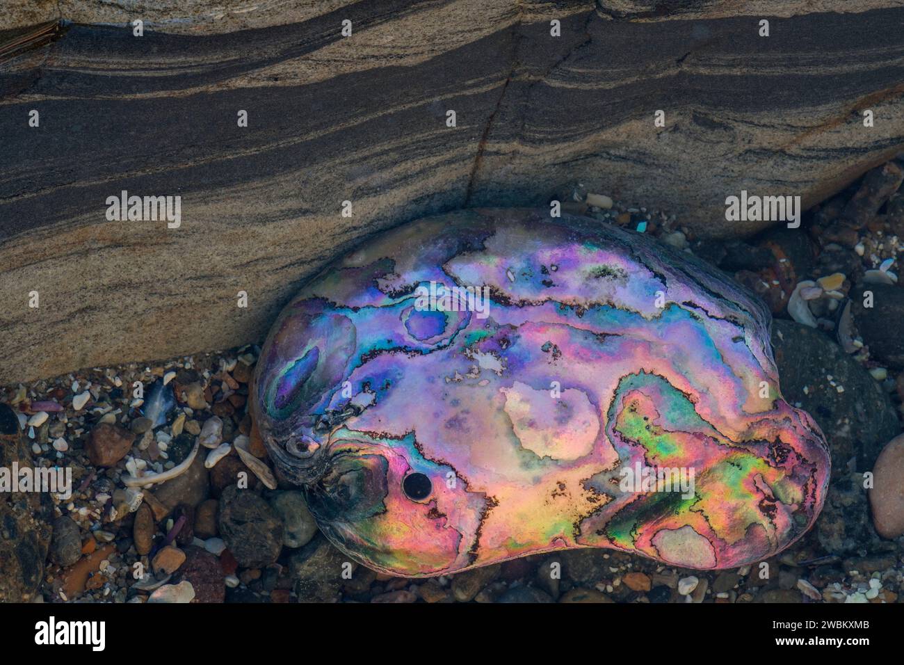 Abalone shell, Mendocino County, California Foto Stock