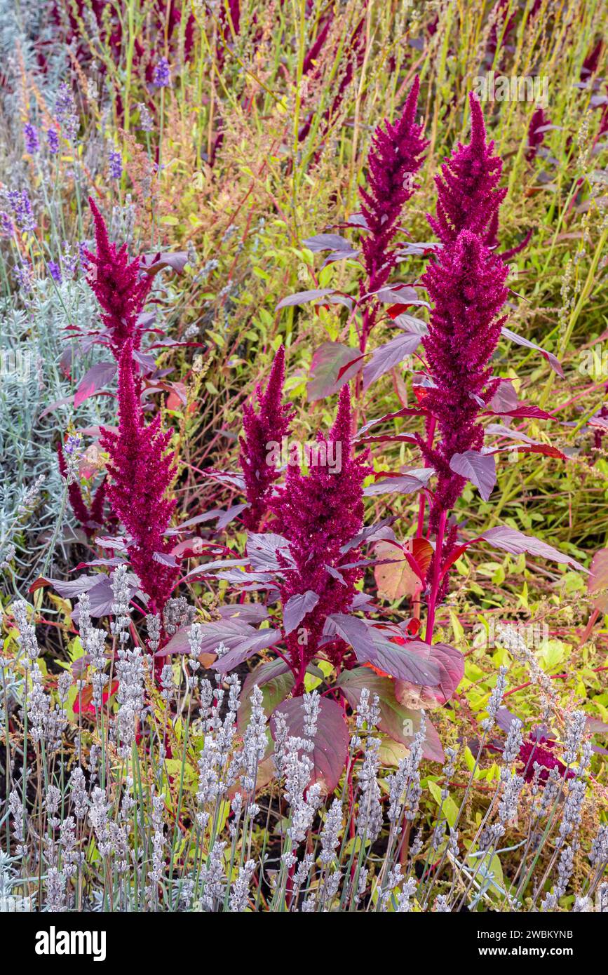 The Old English Garden un tradizionale giardino murato di colore tardo autunnale presso il castello di Elvaston vicino a Derby, Inghilterra, Regno Unito Foto Stock