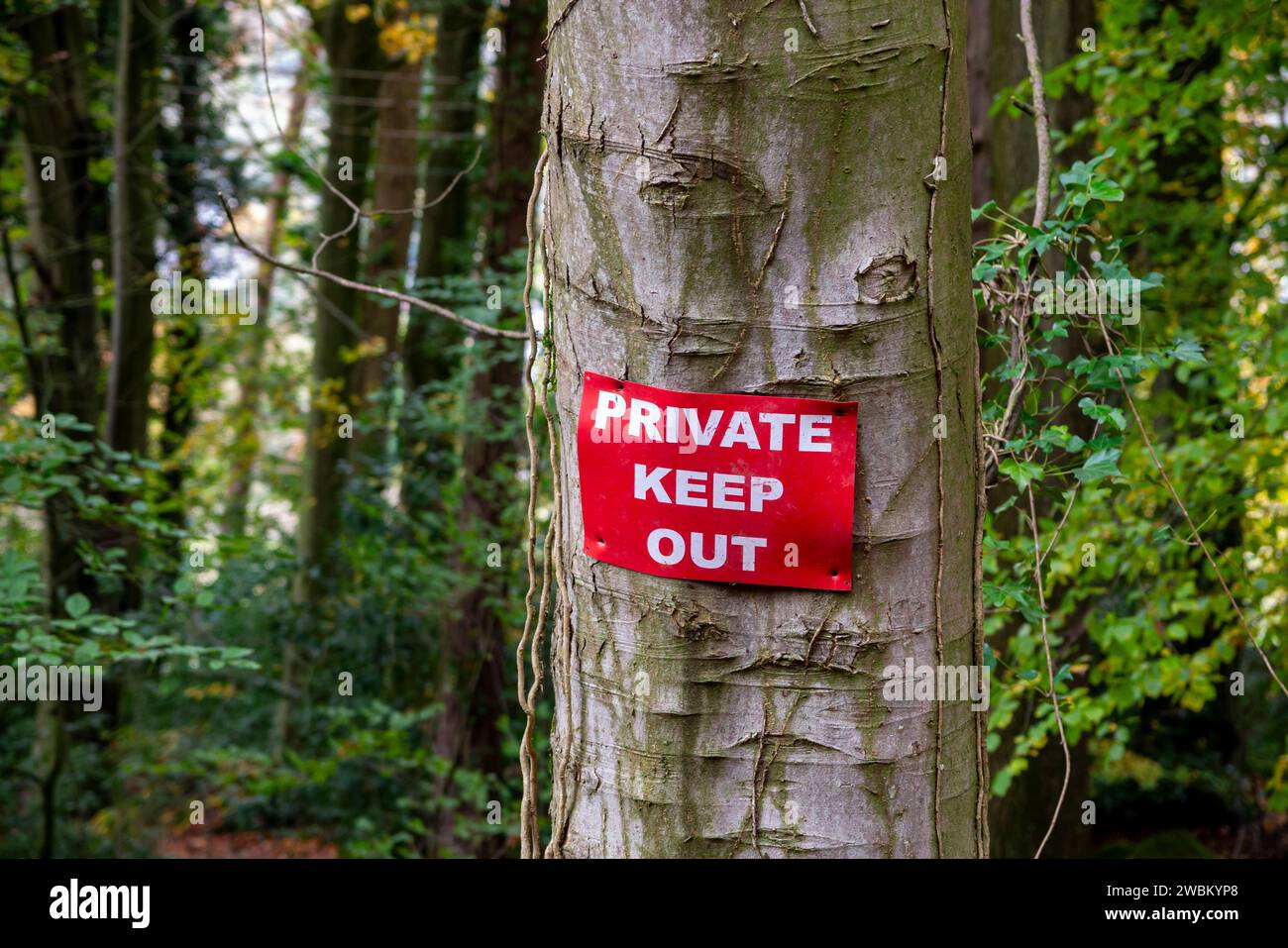 Cartello privato "keep out" su un albero nel bosco in campagna. Foto Stock