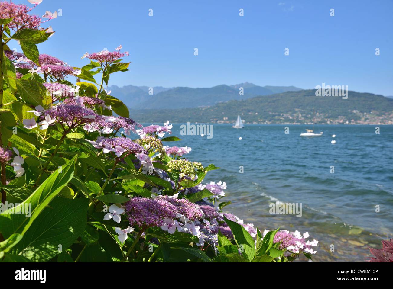 Un ortensia lacecap sulla riva dell'Isola dei pescatori, sul Lago maggiore. Foto Stock