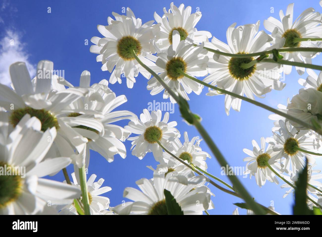 Daisy fiori contro un cielo azzurro. Foto Stock
