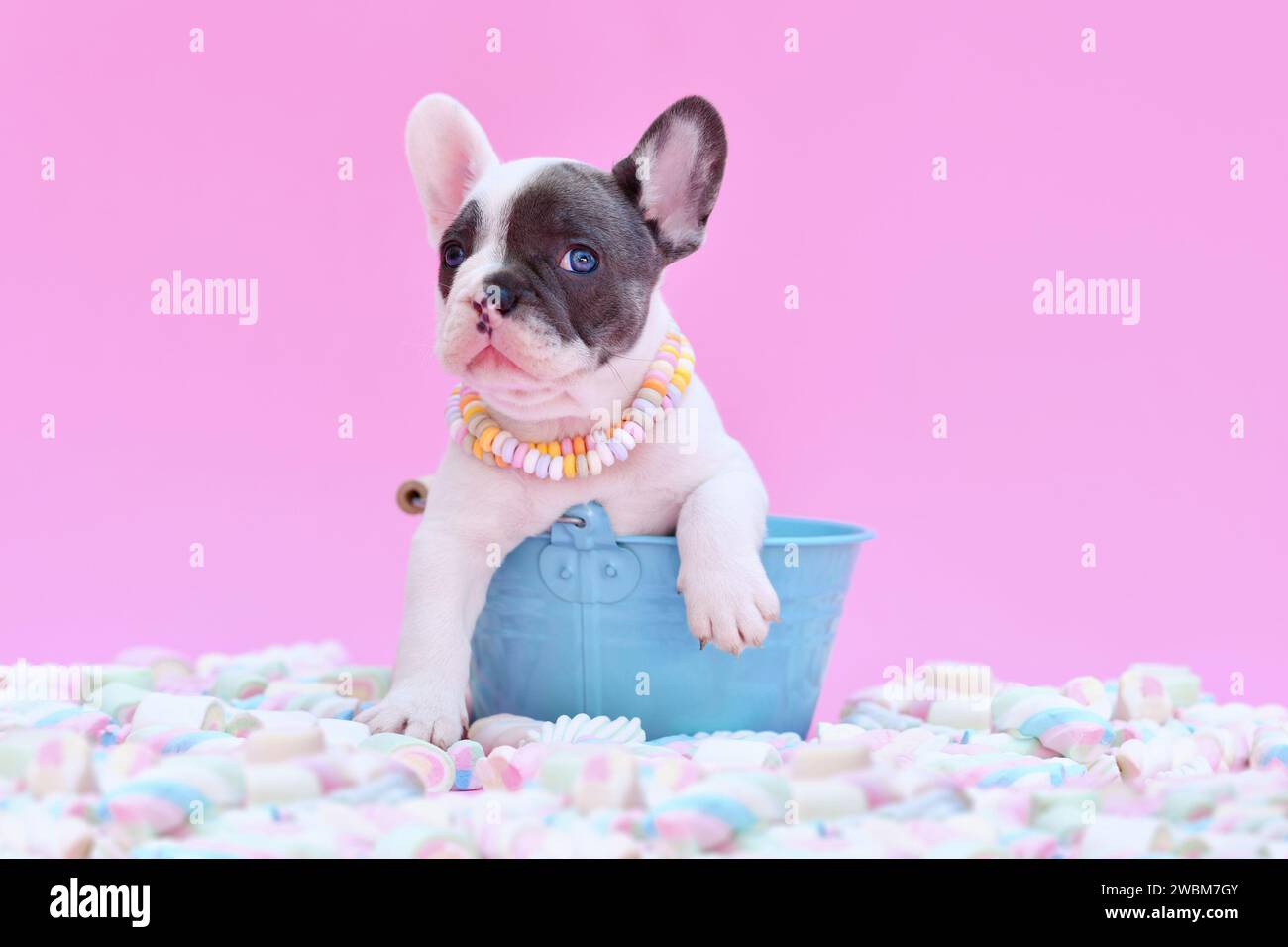Cucciolo di cane Bulldog francese in secchio tra i dolci di marshmallow su sfondo rosa Foto Stock