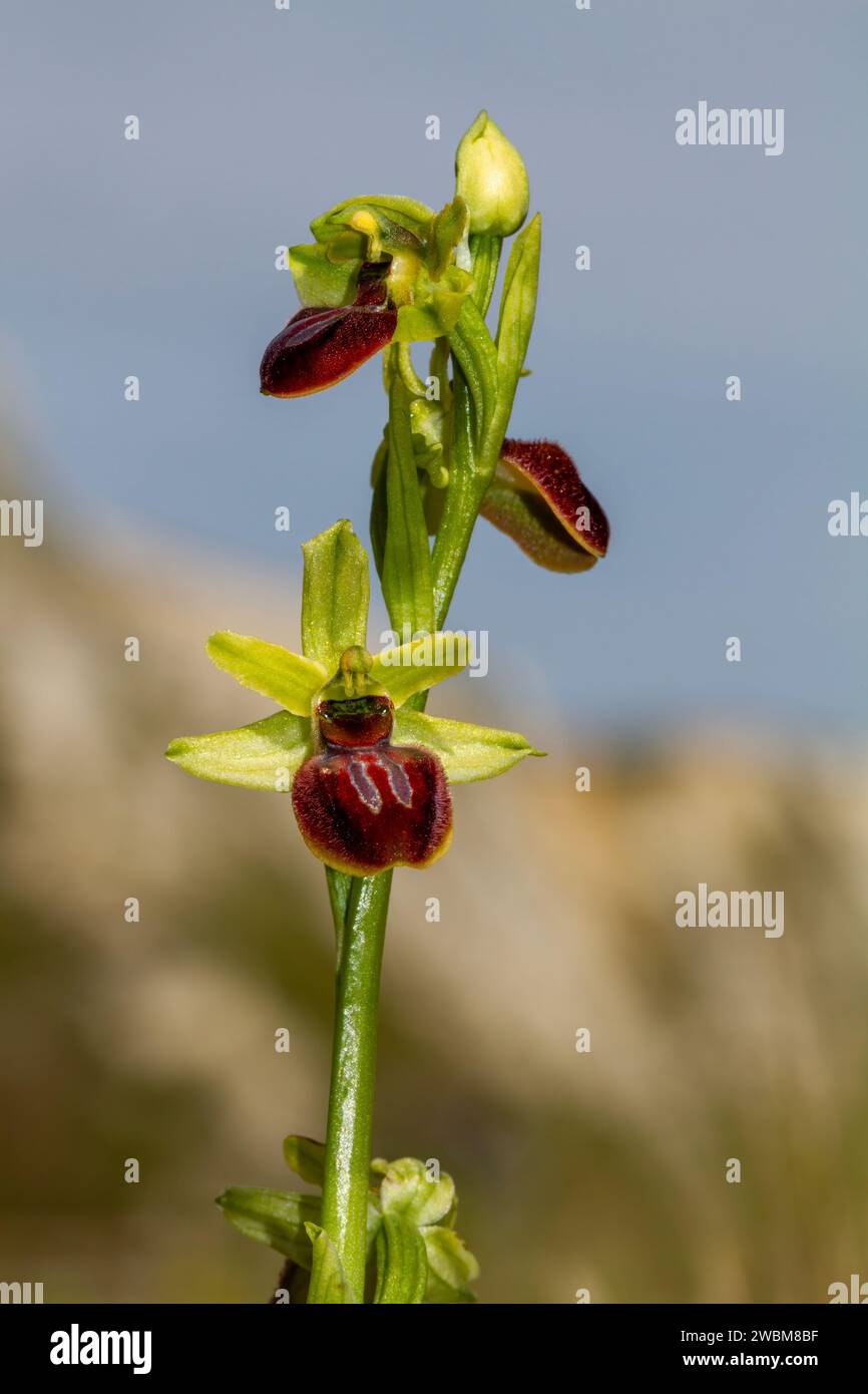 Bel primo piano della prima testata di fiori di Spider Orchid su uno sfondo sfocato Foto Stock