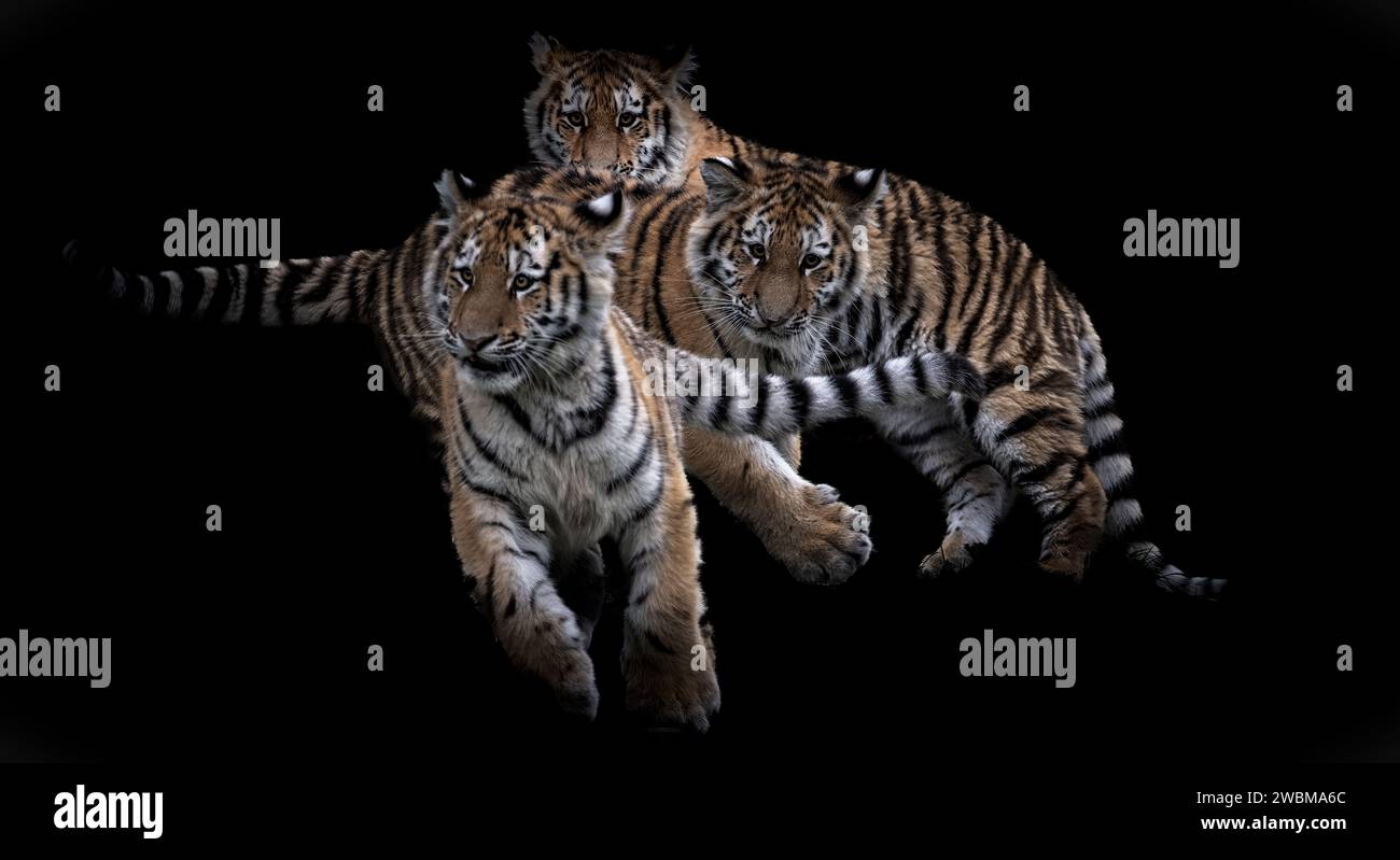 Una splendida immagine di tre giovani tigri siberiane su uno sfondo scuro Foto Stock