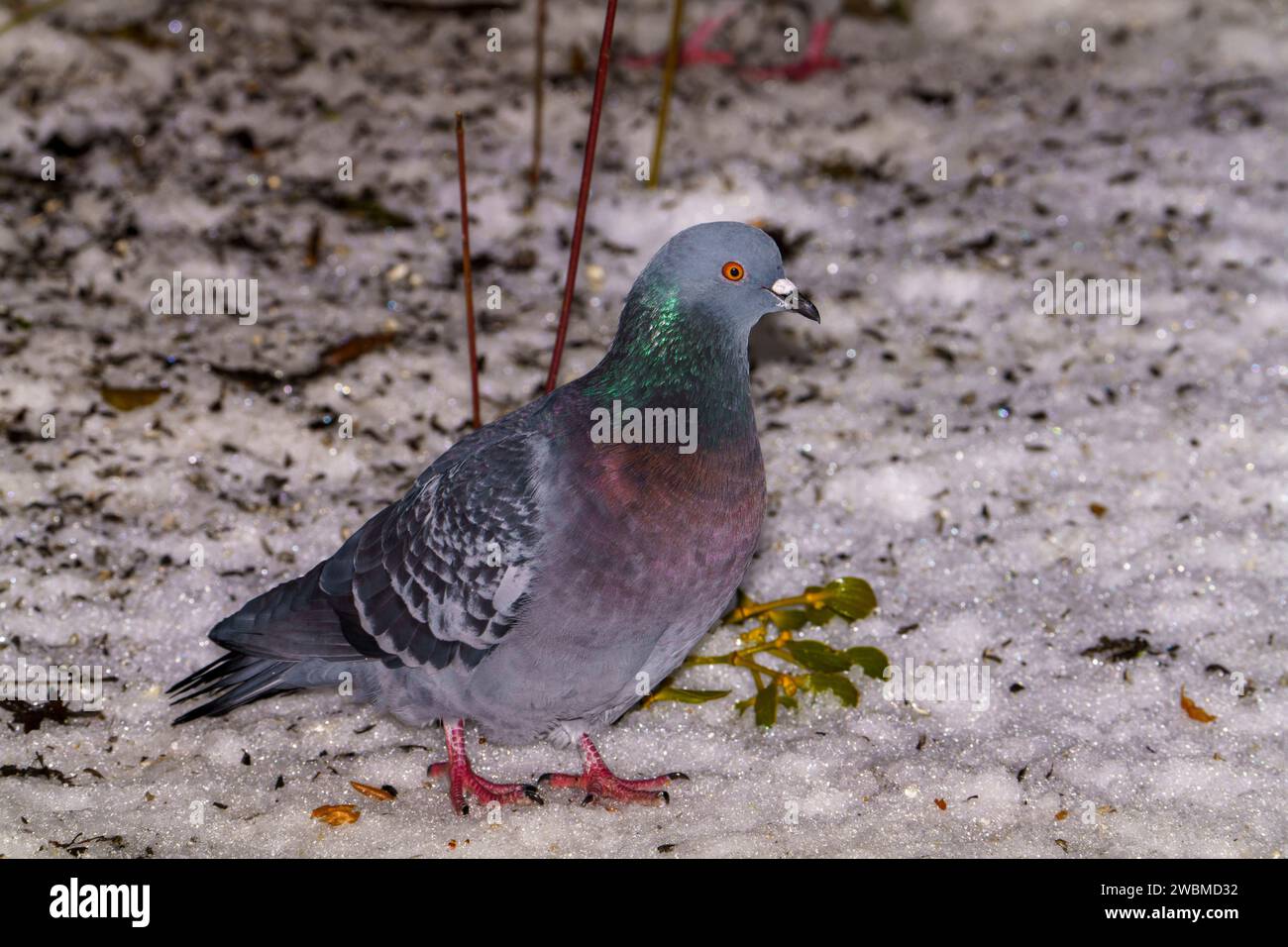 Columba livia famiglia Columbidae genere Columba Rock dove Rock piccione piccione comune natura selvaggia fotografia di uccelli, foto, carta da parati Foto Stock