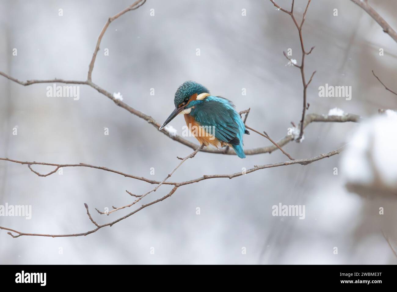 Un kingfisher che trascorre l'inverno lungo un fiume che scorre in una foresta innevata in Estonia Foto Stock