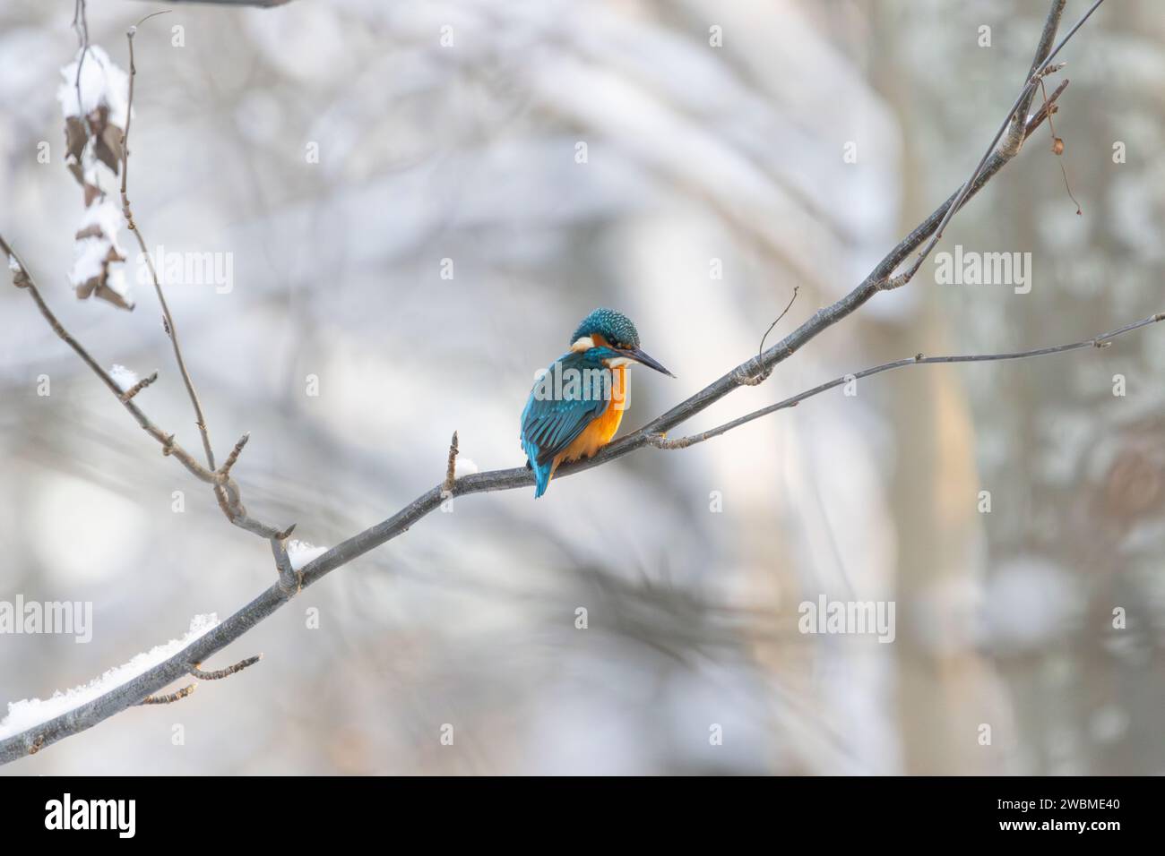 Un kingfisher che trascorre l'inverno lungo un fiume che scorre in una foresta innevata in Estonia Foto Stock