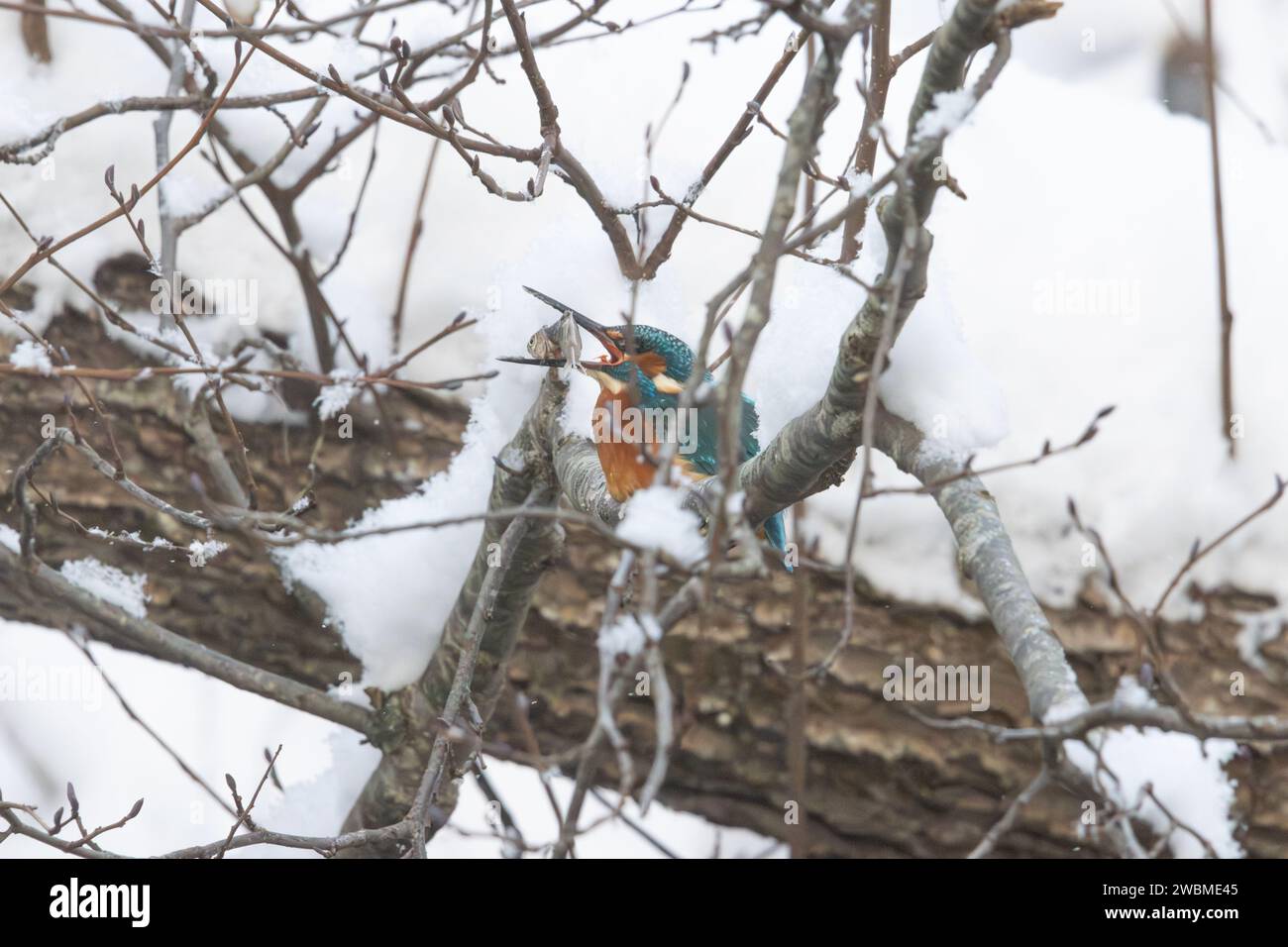 Un kingfisher che trascorre l'inverno lungo un fiume che scorre in una foresta innevata in Estonia Foto Stock
